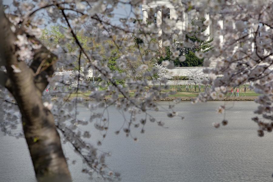 Flower Photograph - Cherry Blossoms with Jefferson Memorial - Washington DC - 011336 by DC Photographer
