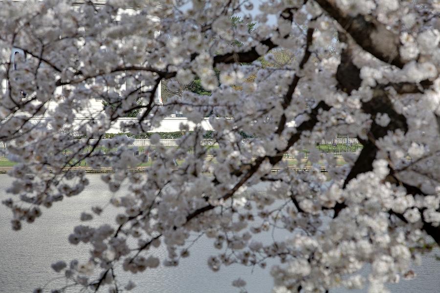 Flower Photograph - Cherry Blossoms with Jefferson Memorial - Washington DC - 011338 by DC Photographer