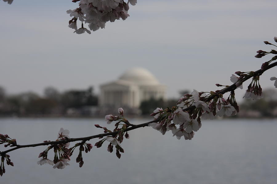 Tree Photograph - Cherry Blossoms with Jefferson Memorial - Washington DC - 01134 by DC Photographer