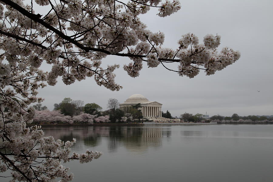 Flower Photograph - Cherry Blossoms with Jefferson Memorial - Washington DC - 011343 by DC Photographer
