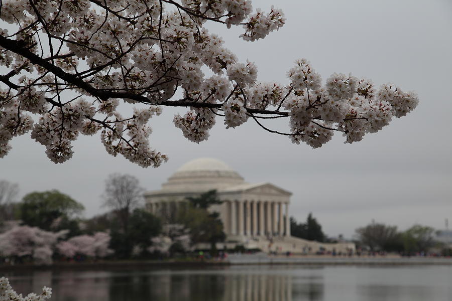 Flower Photograph - Cherry Blossoms with Jefferson Memorial - Washington DC - 011345 by DC Photographer