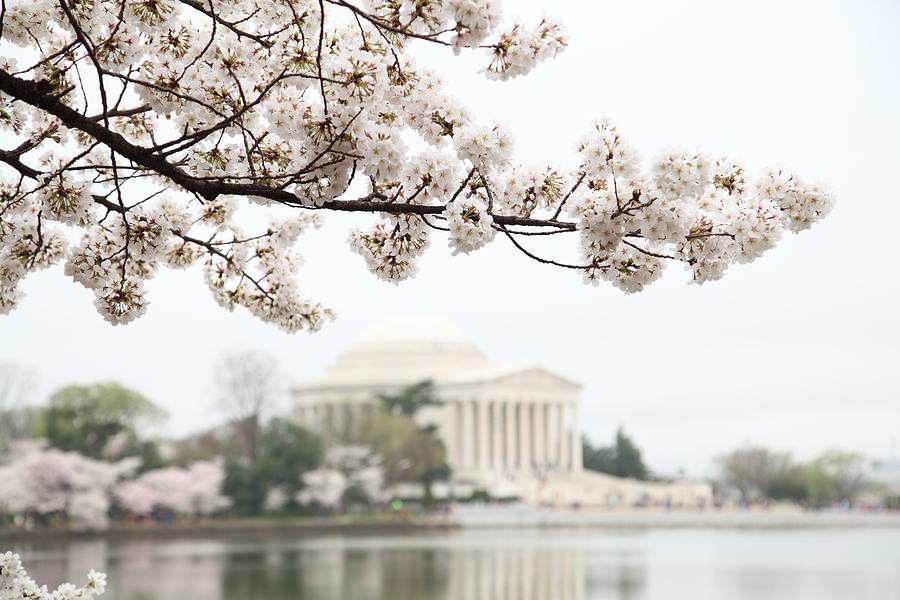 Cherry Blossoms with Jefferson Memorial - Washington DC - 011346 Photograph by DC Photographer