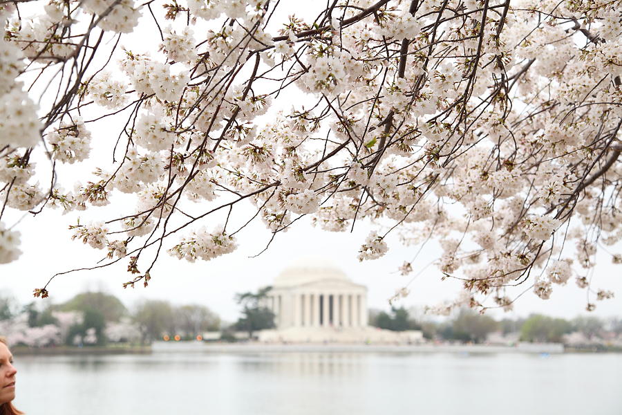 Flower Photograph - Cherry Blossoms with Jefferson Memorial - Washington DC - 011348 by DC Photographer