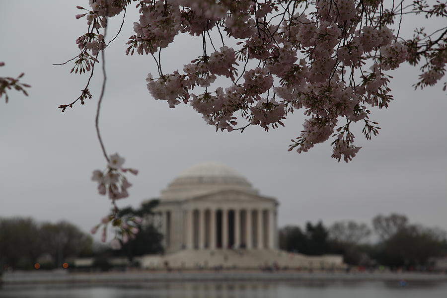 Flower Photograph - Cherry Blossoms with Jefferson Memorial - Washington DC - 011349 by DC Photographer