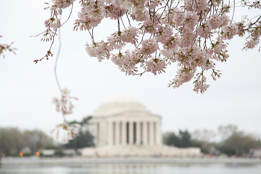 Cherry Blossoms with Jefferson Memorial - Washington DC - 011350 Photograph by DC Photographer