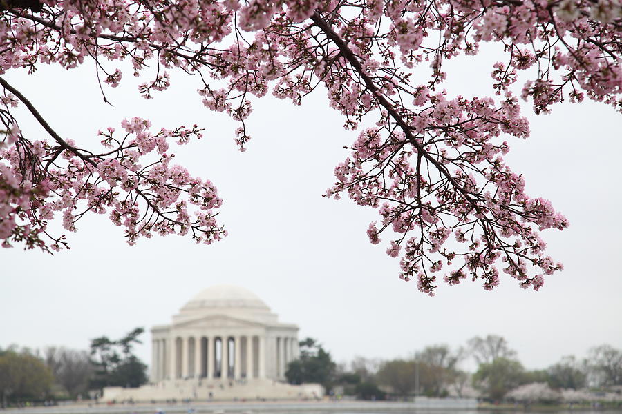 Flower Photograph - Cherry Blossoms with Jefferson Memorial - Washington DC - 011351 by DC Photographer