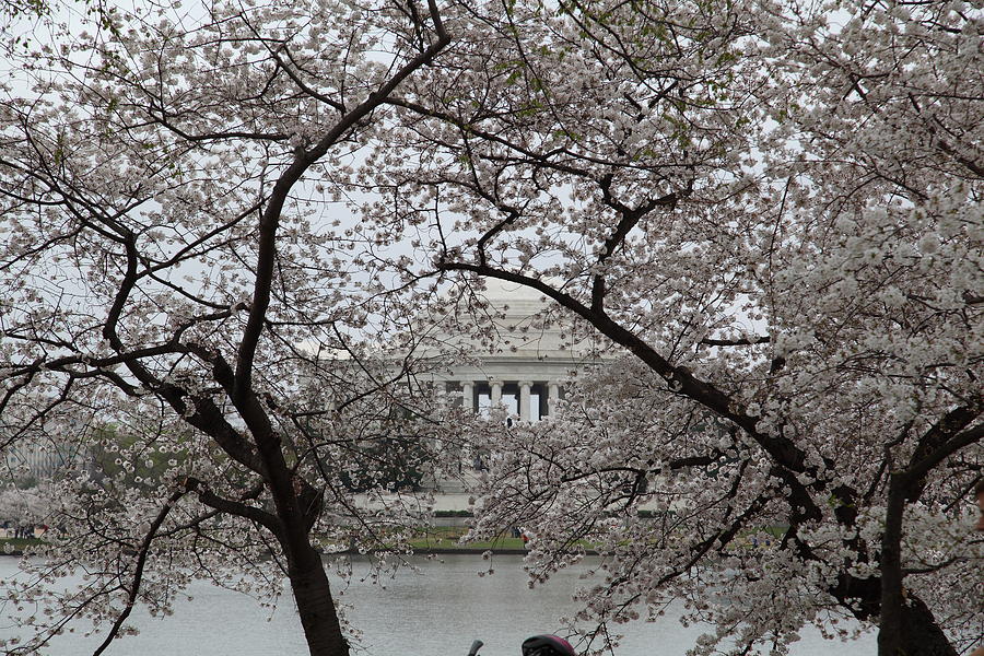 Cherry Blossoms with Jefferson Memorial - Washington DC - 011352 Photograph by DC Photographer