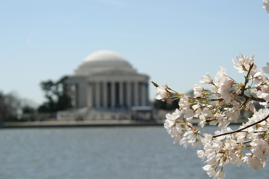 Tree Photograph - Cherry Blossoms with Jefferson Memorial - Washington DC - 01137 by DC Photographer