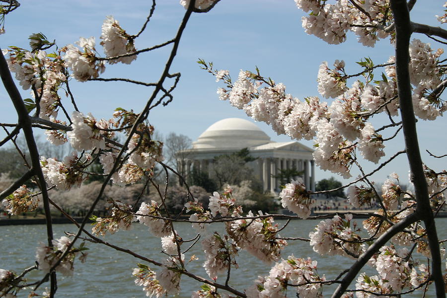 Tree Photograph - Cherry Blossoms with Jefferson Memorial - Washington DC - 01138 by DC Photographer