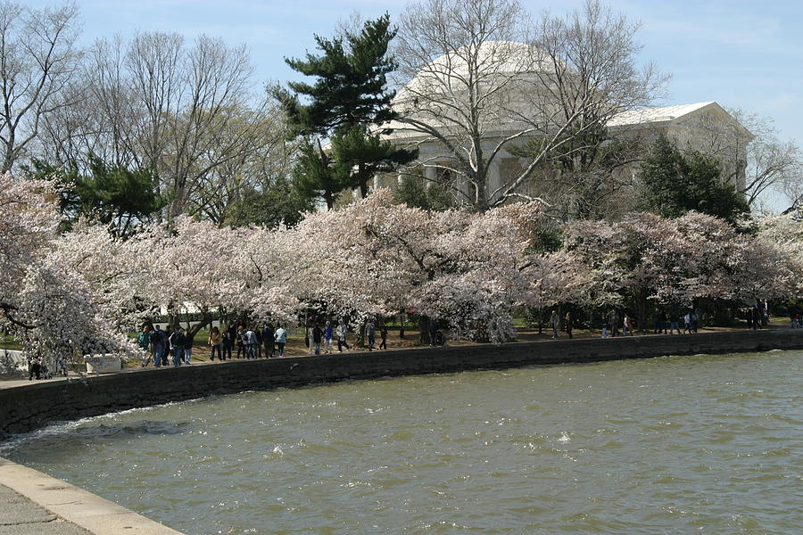 Tree Photograph - Cherry Blossoms with Jefferson Memorial - Washington DC - 01139 by DC Photographer