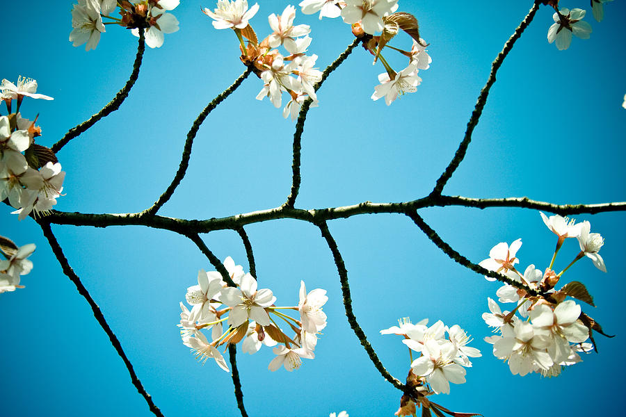 Cherry Blossoms with sky Photograph by Raimond Klavins