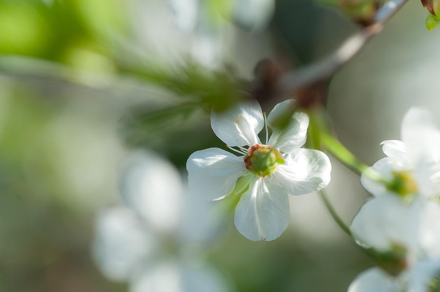 Cherry Blossom. Sunny Day Photograph by Jenny Rainbow