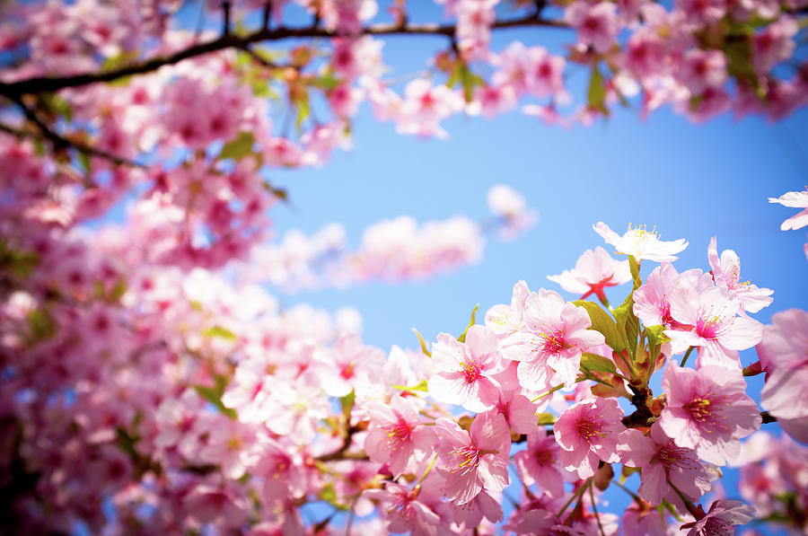 Cherry Blosssoms Against Blue Sky Photograph by Marser