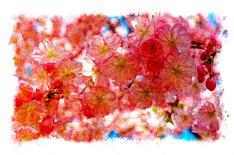 Cherry Blossums Photograph by David Kay