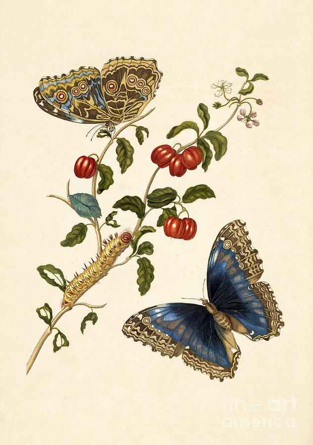 Cherry Branch With Achilles Morpho Photograph by Getty Research Institute