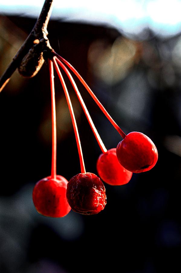 Cherry Cradle Photograph by David Matthews