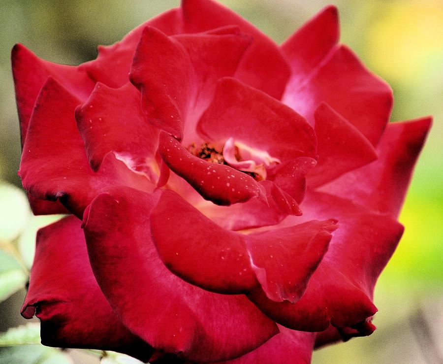 Nature Photograph - Cherry Cream Rose by Maria Urso