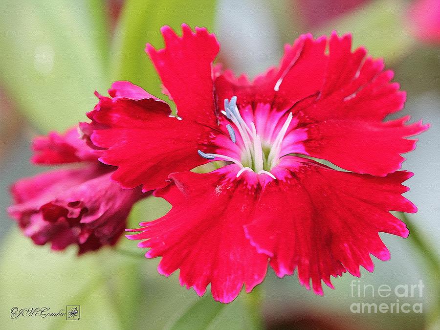 Cherry Dianthus from the Floral Lace Mix Painting by J McCombie