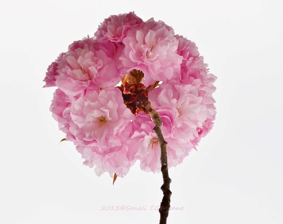 Cheery Cherry Photograph - Cherry Globe by Sonali Gangane