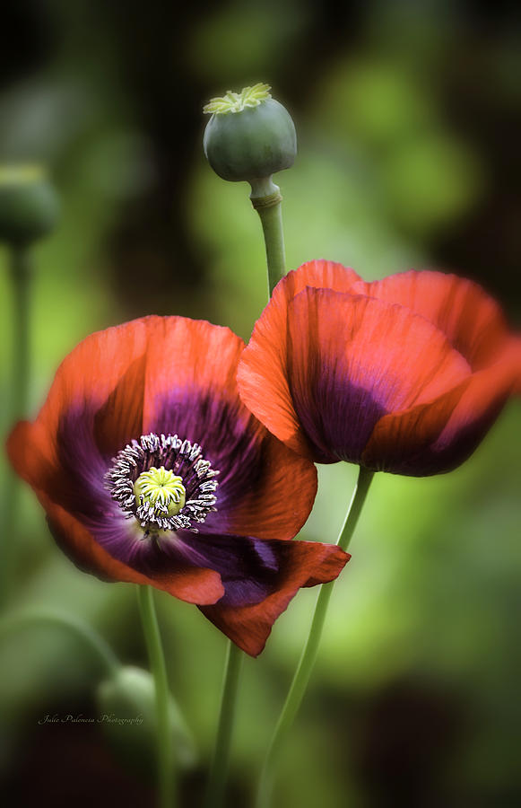 Cherry Glow Poppies Photograph by Julie Palencia