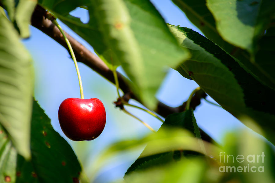 Cherry Photograph by Hannes Cmarits