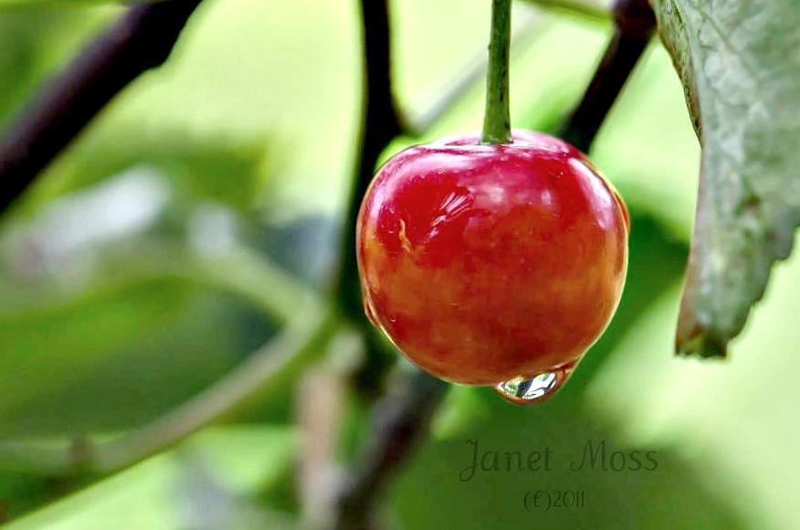 Food Photograph - Cherry by Janet Moss