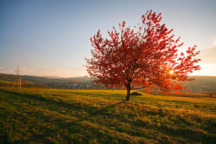 Fall Photograph - Cherry by Milan Gonda