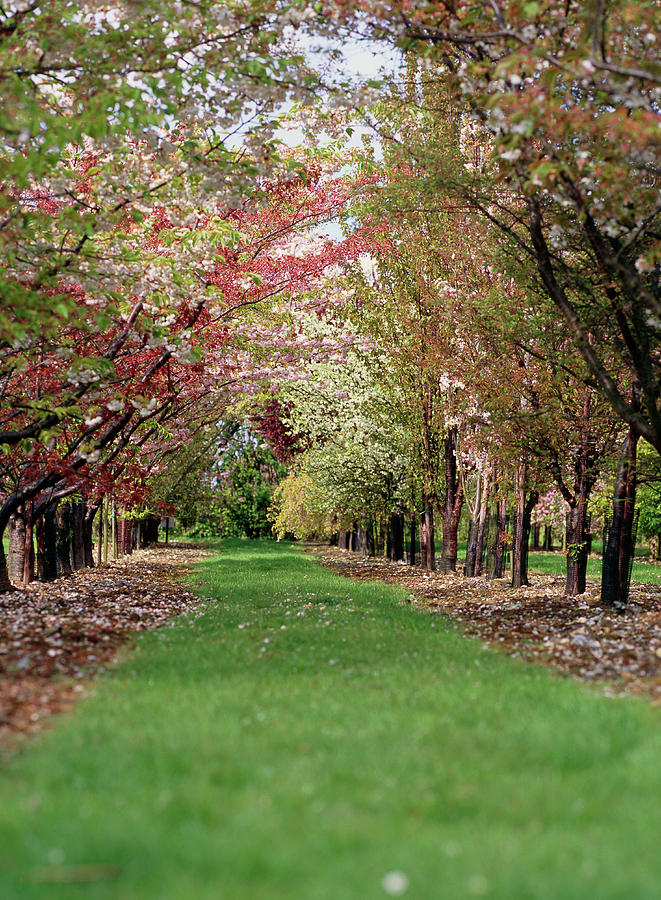 Cherry Orchard (prunus Sp.) Photograph by Science Photo Library Cherry Orchard (prunus Sp.) Photograph by Science Photo Library