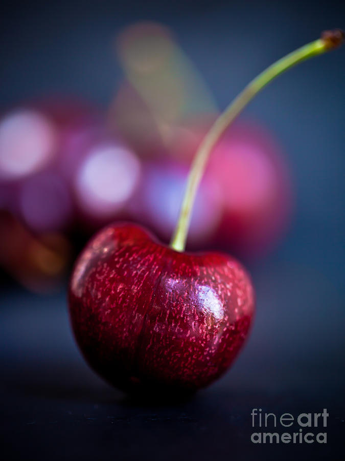 Cherry Portrait by Patricia Bainter Cherry Portrait by Patricia Bainter