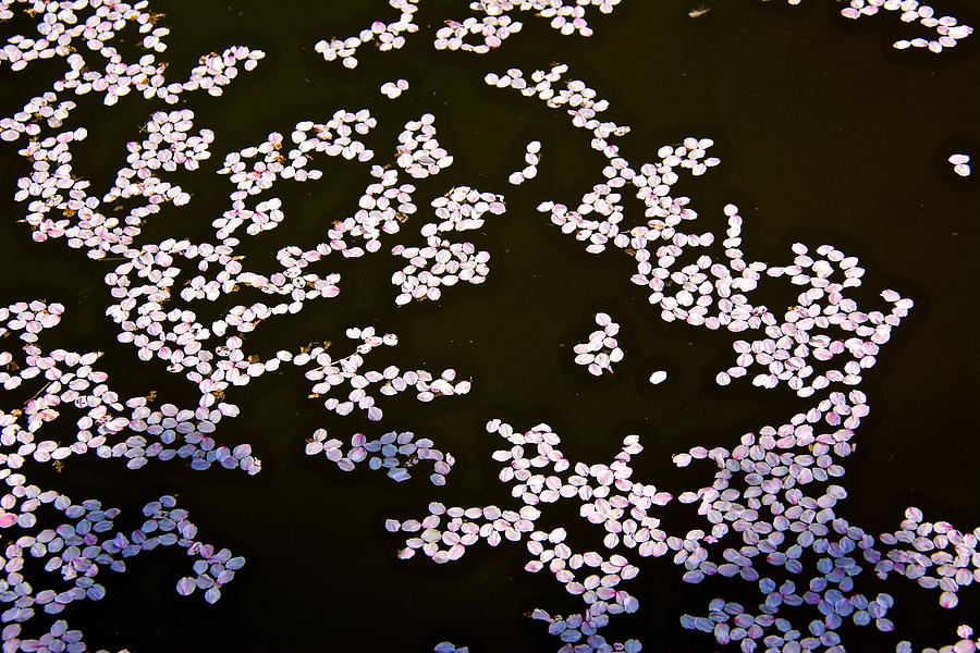 Cherry Petals Photograph by Kathi Isserman