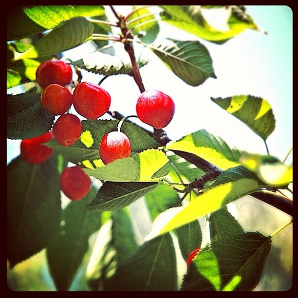 Summer Photograph - Cherry Pickin by Wendy Burchette
