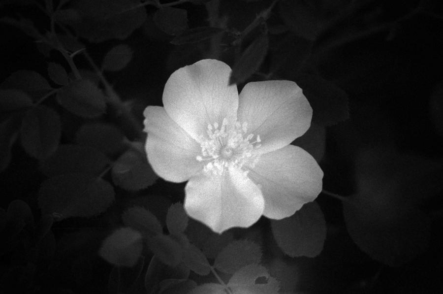 Cherry Pie Rose - Infrared Photograph by Pamela Critchlow