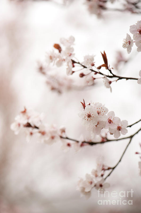 Flower Photograph - Cherry Plum Blossom by Anne Gilbert