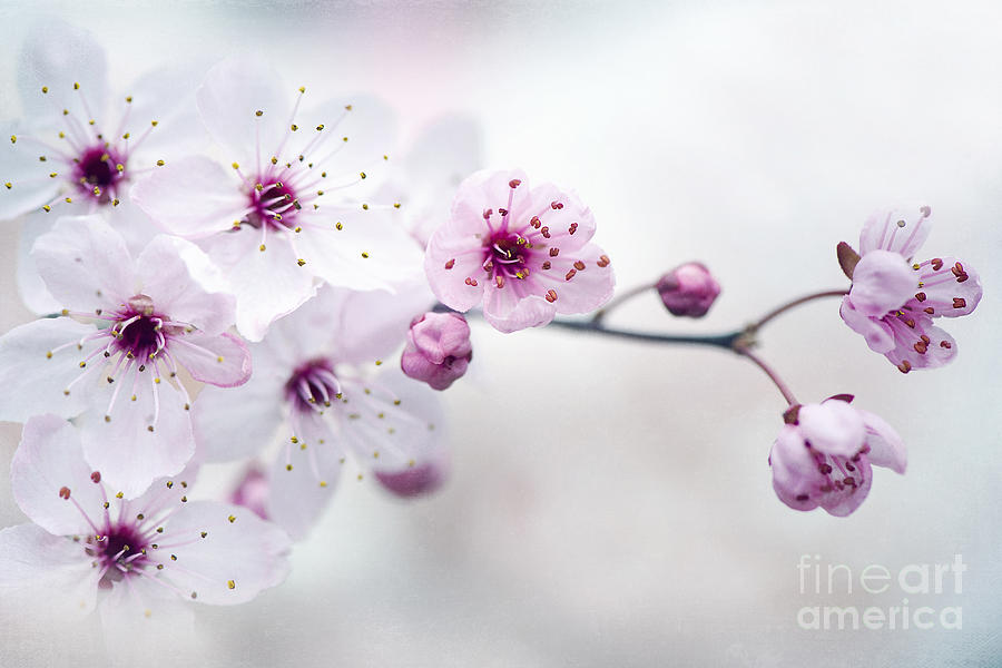 Flower Photograph - Cherry Plum Blossom by Jacky Parker
