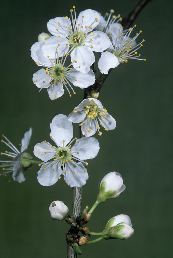 Cherry Plum Blossom (prunus Cerasifera) Photograph by Bob Gibbons/science Photo Library
