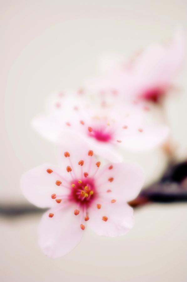 Cherry Plum Blossom (prunus Cerasifera) Photograph by Maria Mosolova/science Photo Library