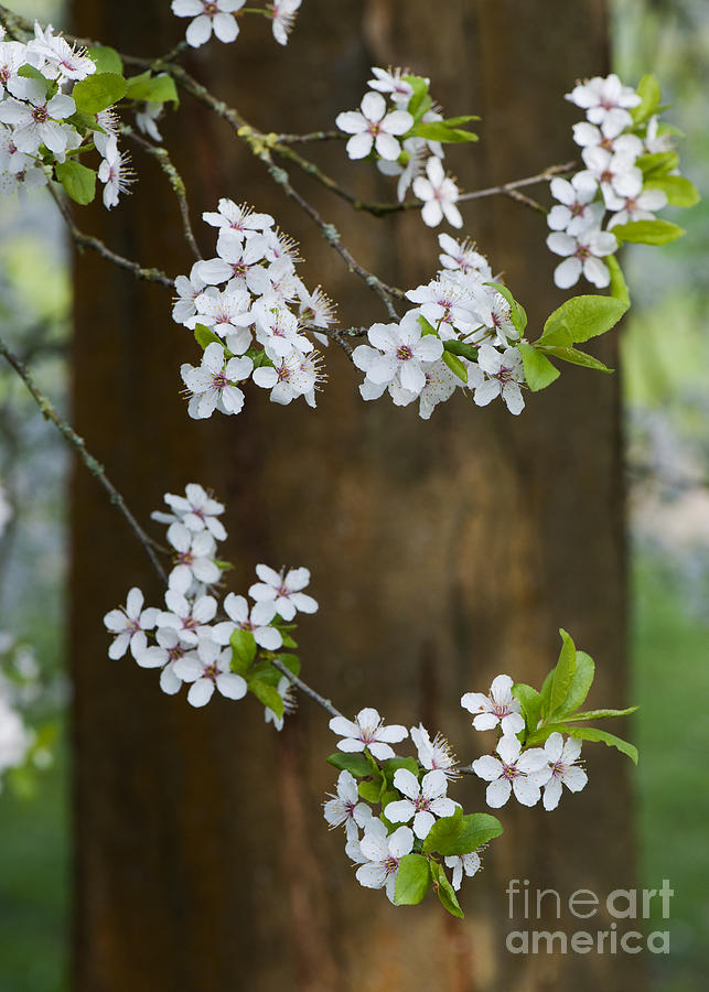 Cherry Plum Tree Blossom Photograph by Tim Gainey