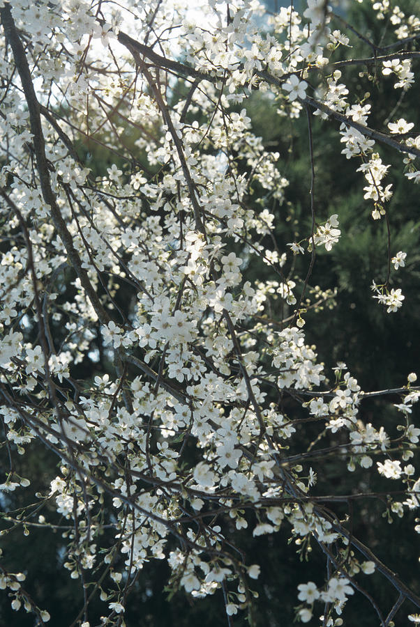 Cherry Plum Tree Flowers Photograph by Jim D Saul/science Photo Library