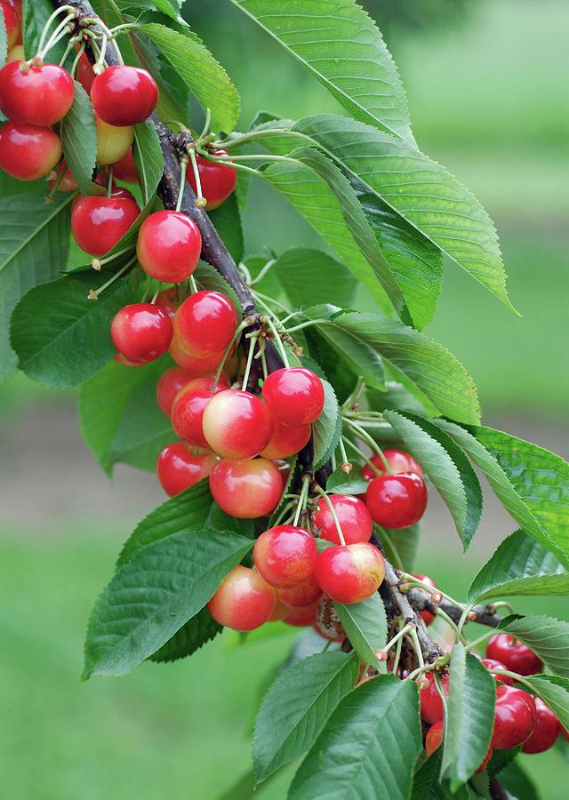 Cherry (prunus Avium 'rainier') Photograph by Bildagentur-online ...