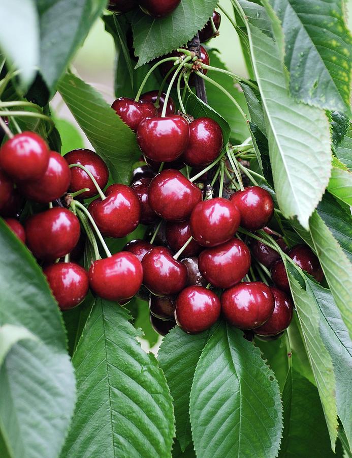 Cherry (prunus Avium sunburst) Photograph by Bildagentur-online/mcphoto-muller/science Photo Library