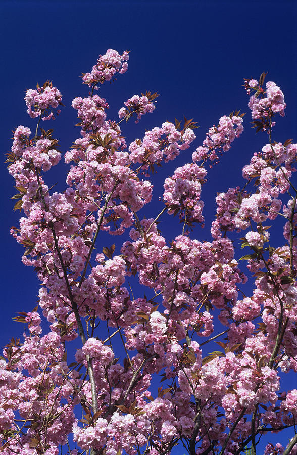 Cherry (prunus kanzan) Blossom Photograph by Science Photo Library Cherry (prunus kanzan) Blossom Photograph by Science Photo Library