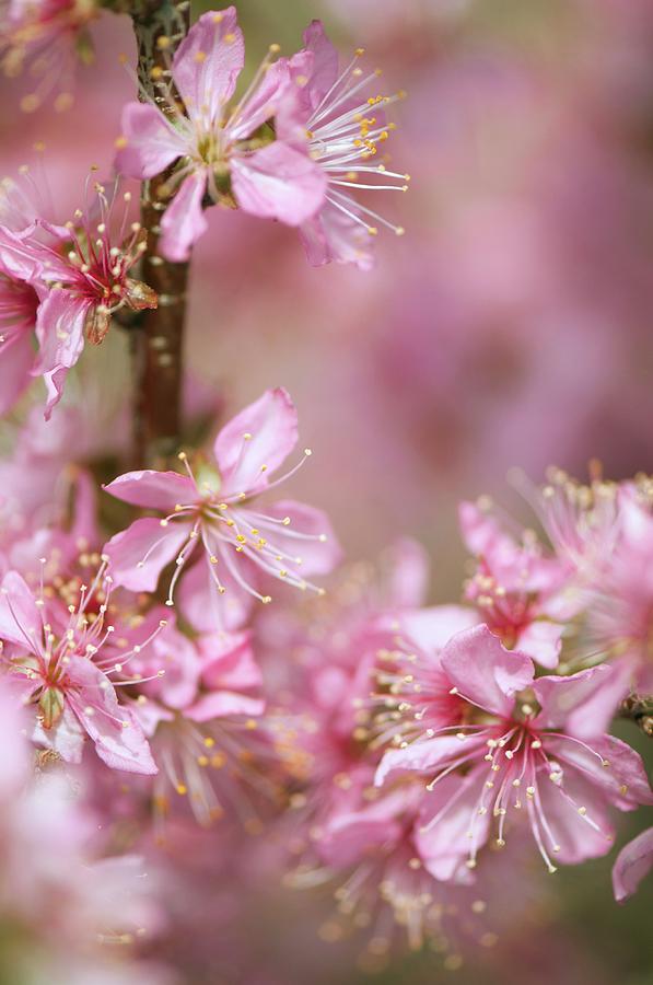 Cherry (prunus Serrulata) Blossom Photograph by Maria Mosolova/science ...