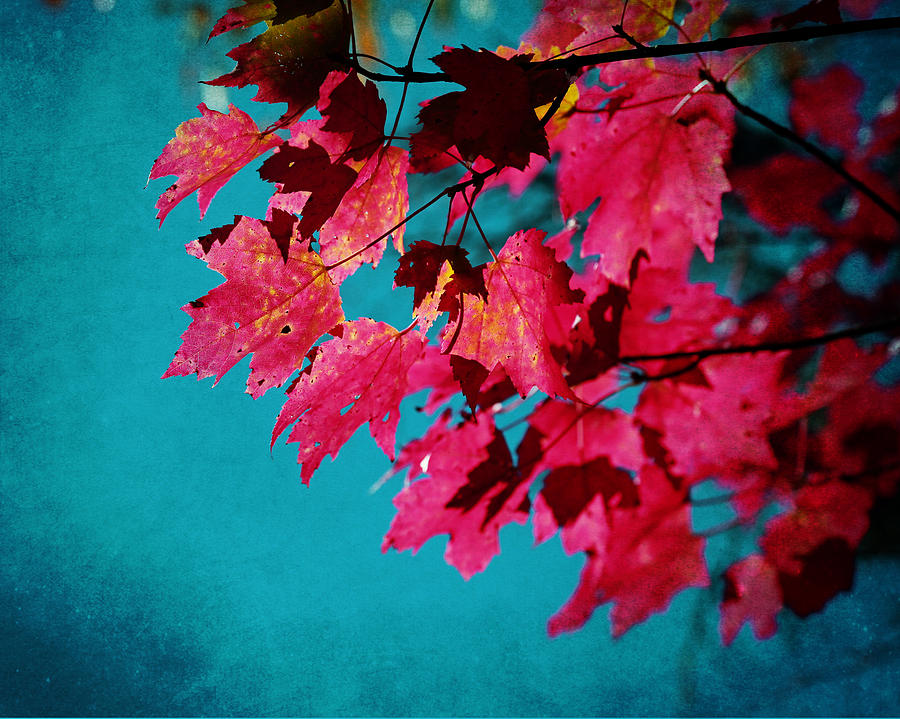 Cherry Red Maple Leaves on Teal Blue Sky Photograph by Brooke T Ryan