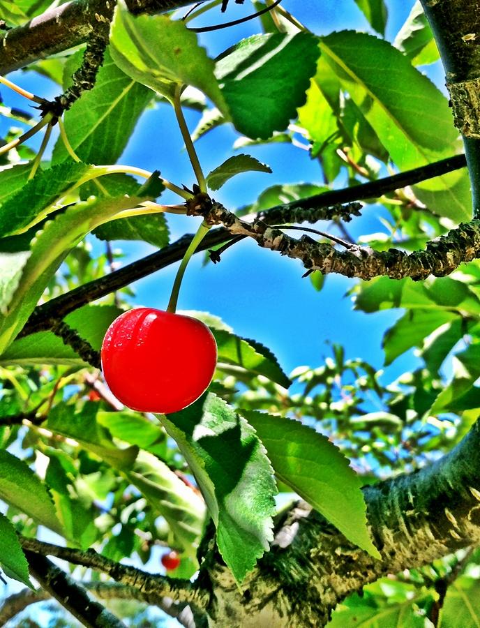 Tree Photograph - Cherry Red by Rae Jean Erickson
