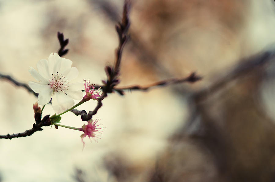 Nature Photograph - Cherry by Sarah Coppola