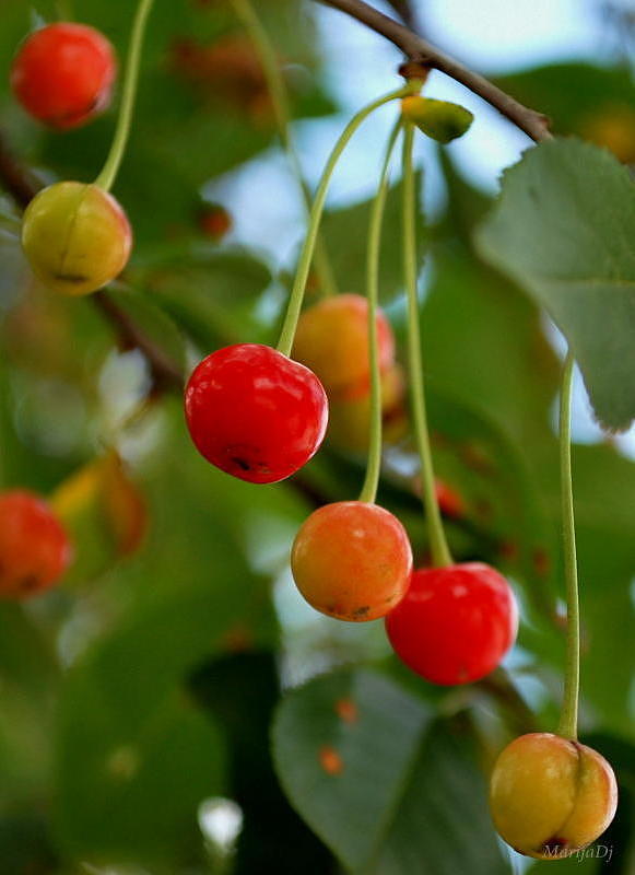 Fruit Photograph - Cherry time by Marija Djedovic