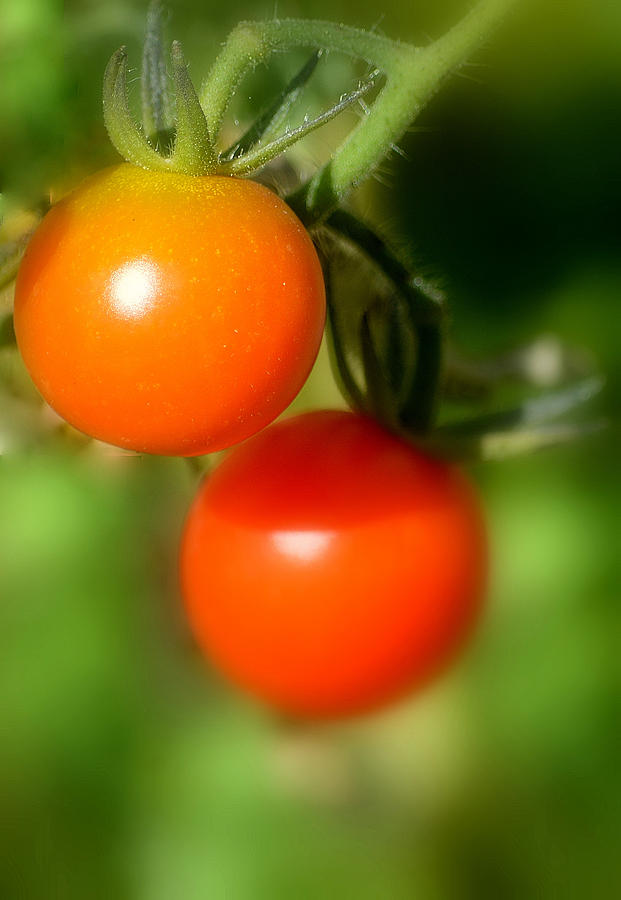 Cherry Tomatoes II Photograph by Joan Han