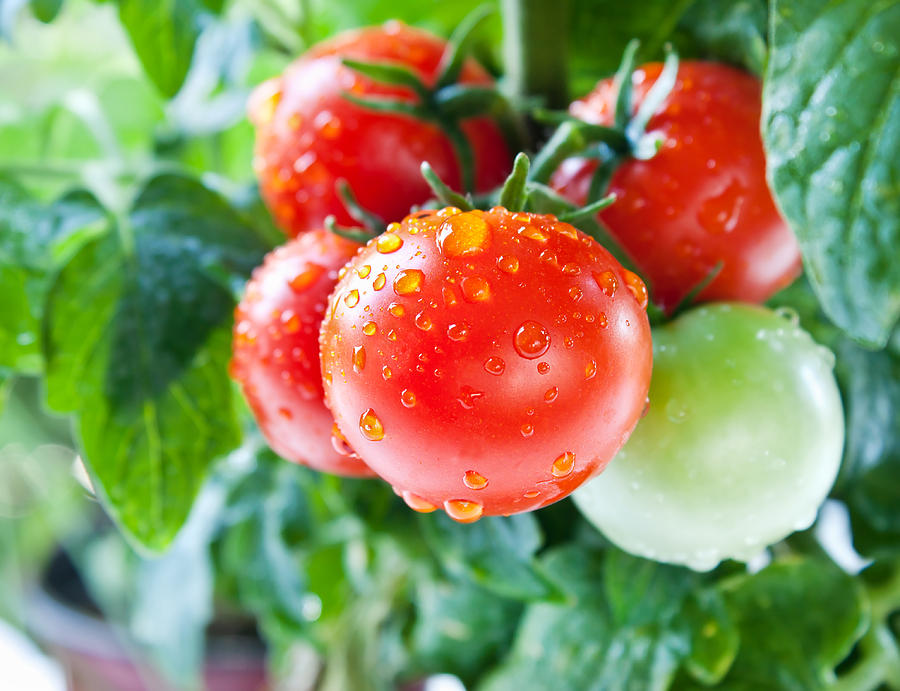 Cherry Tomatoes Photograph by Kajakiki