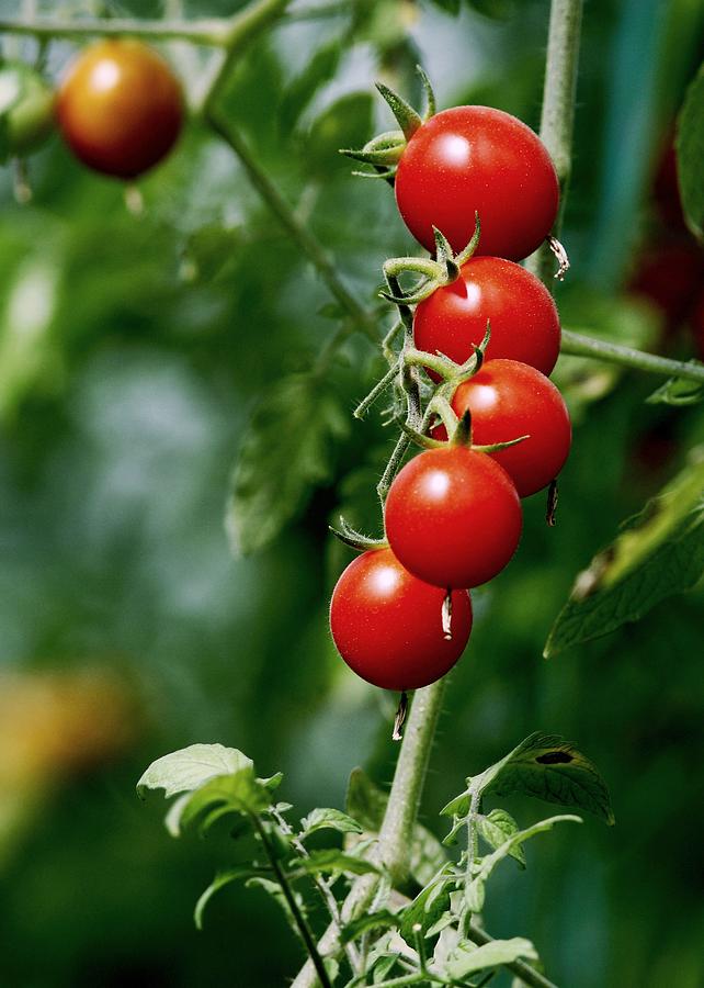 Cherry Tomatoes Photograph by Ramabhadran Thirupattur