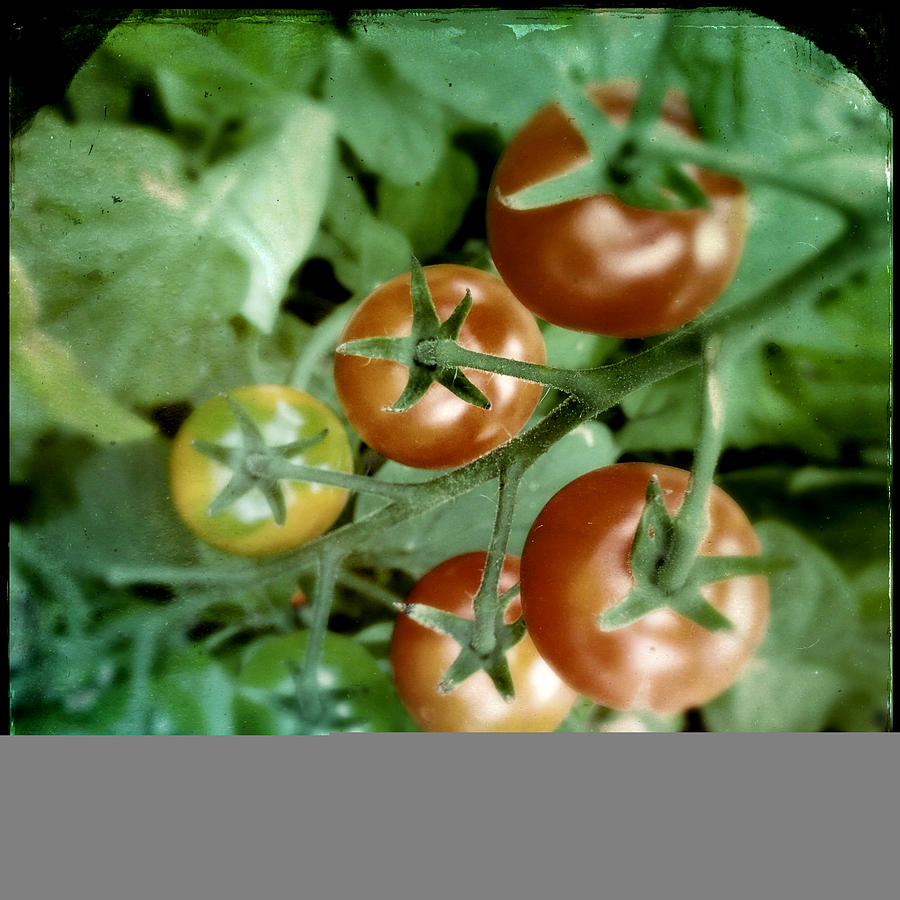 Cherry Tomatoes Photograph by Tim Nyberg